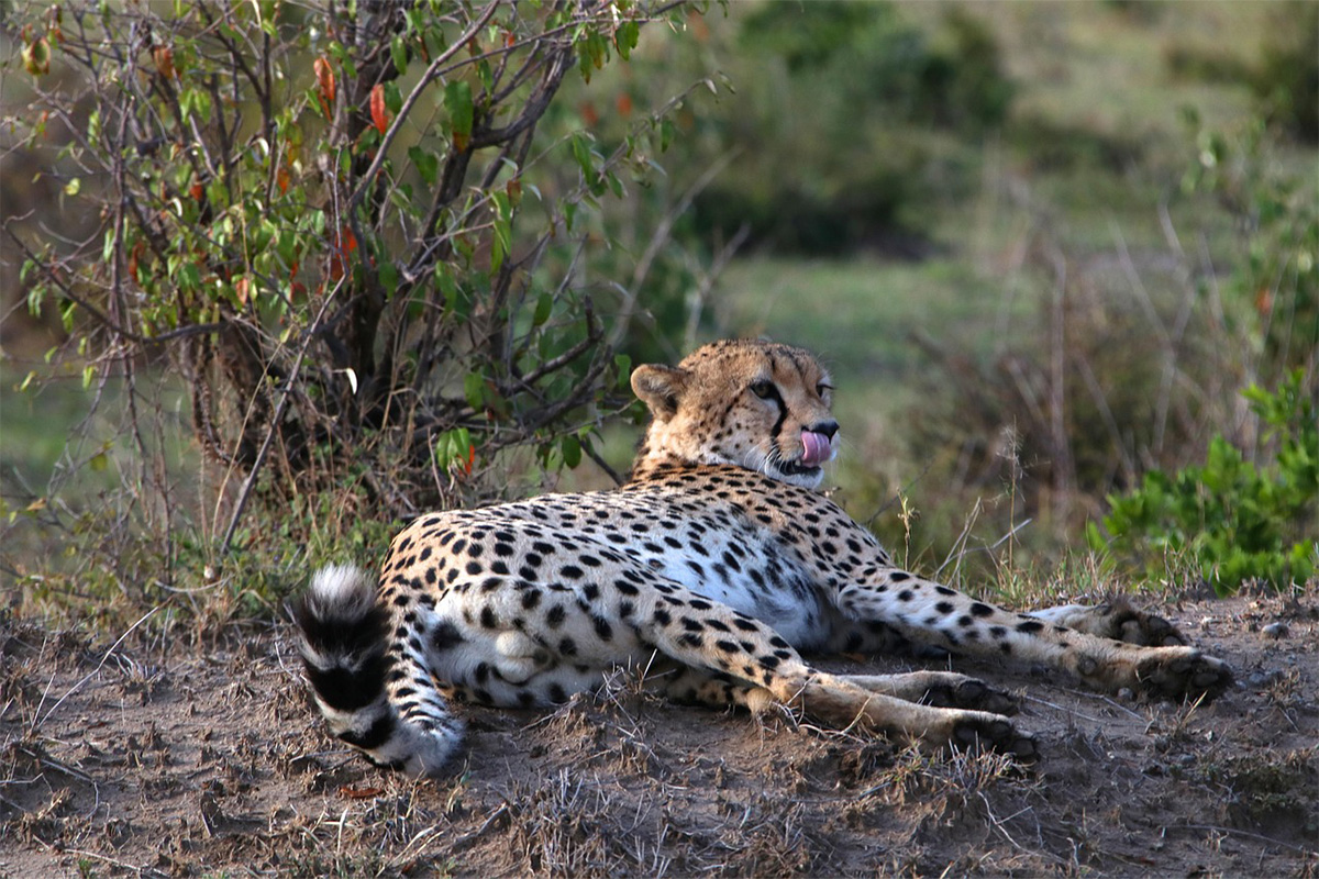 Game Drives