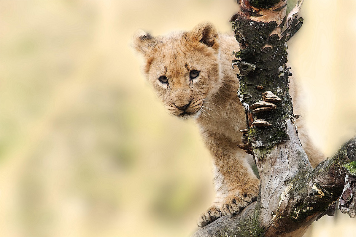 3-Day Midrange Safari to Tarangire &amp; Ngorongoro Crater