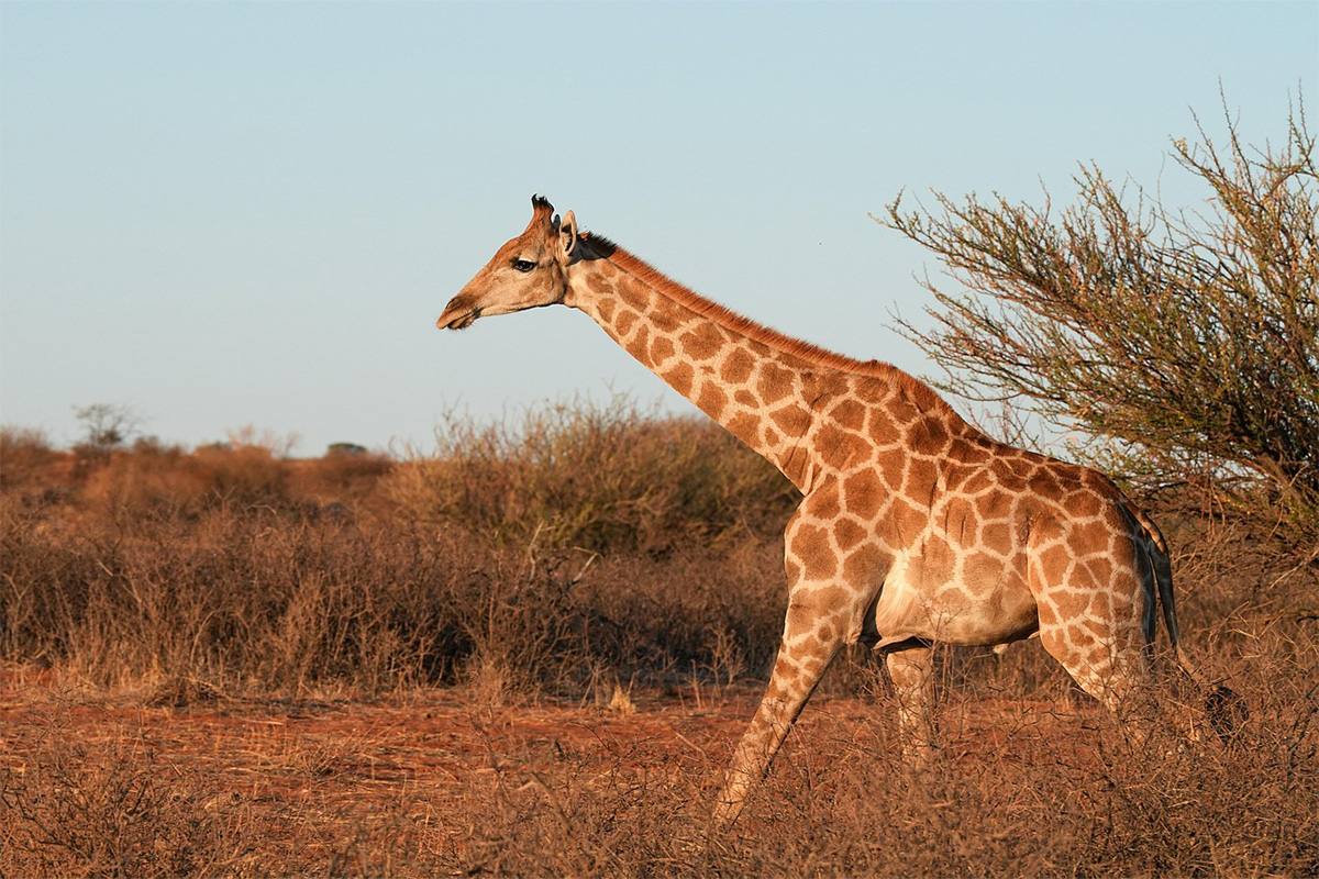 4-Day Ngorongoro, Tarangire & Materuni Comfort Safari