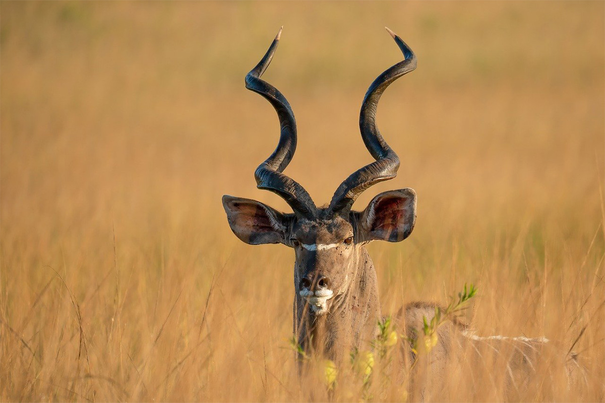 8-Day Volcanic Lake Natron & Great Migration Crossing Classic Safari