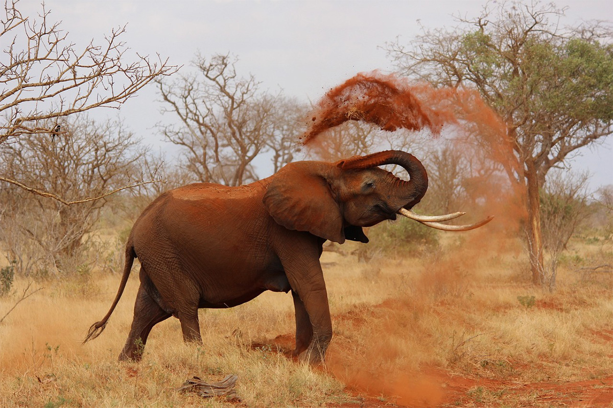 9-Day Best Northern Circuit Private Ultra-Luxury Safari
