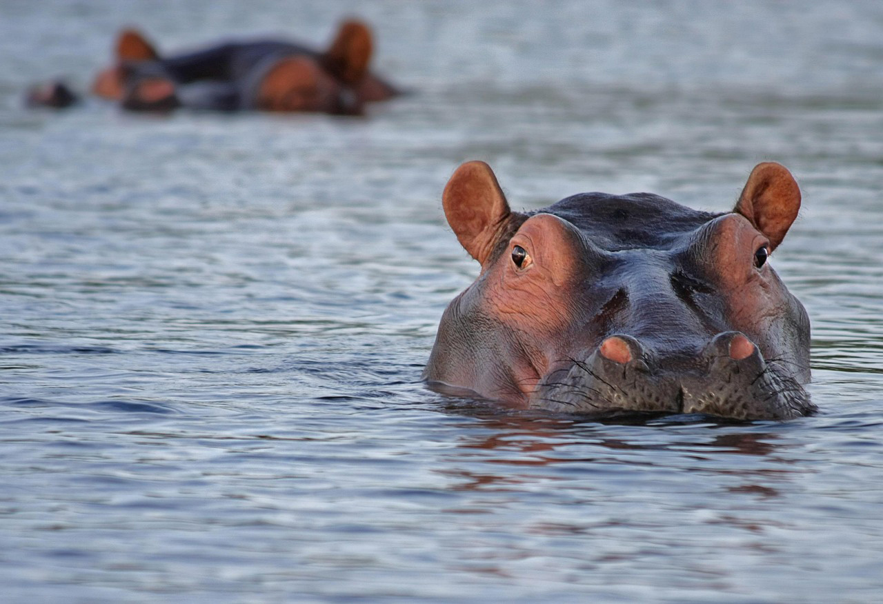 Hippo Serengeti river