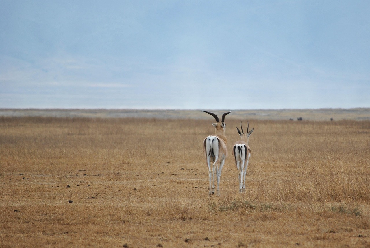Antelope Tarangire