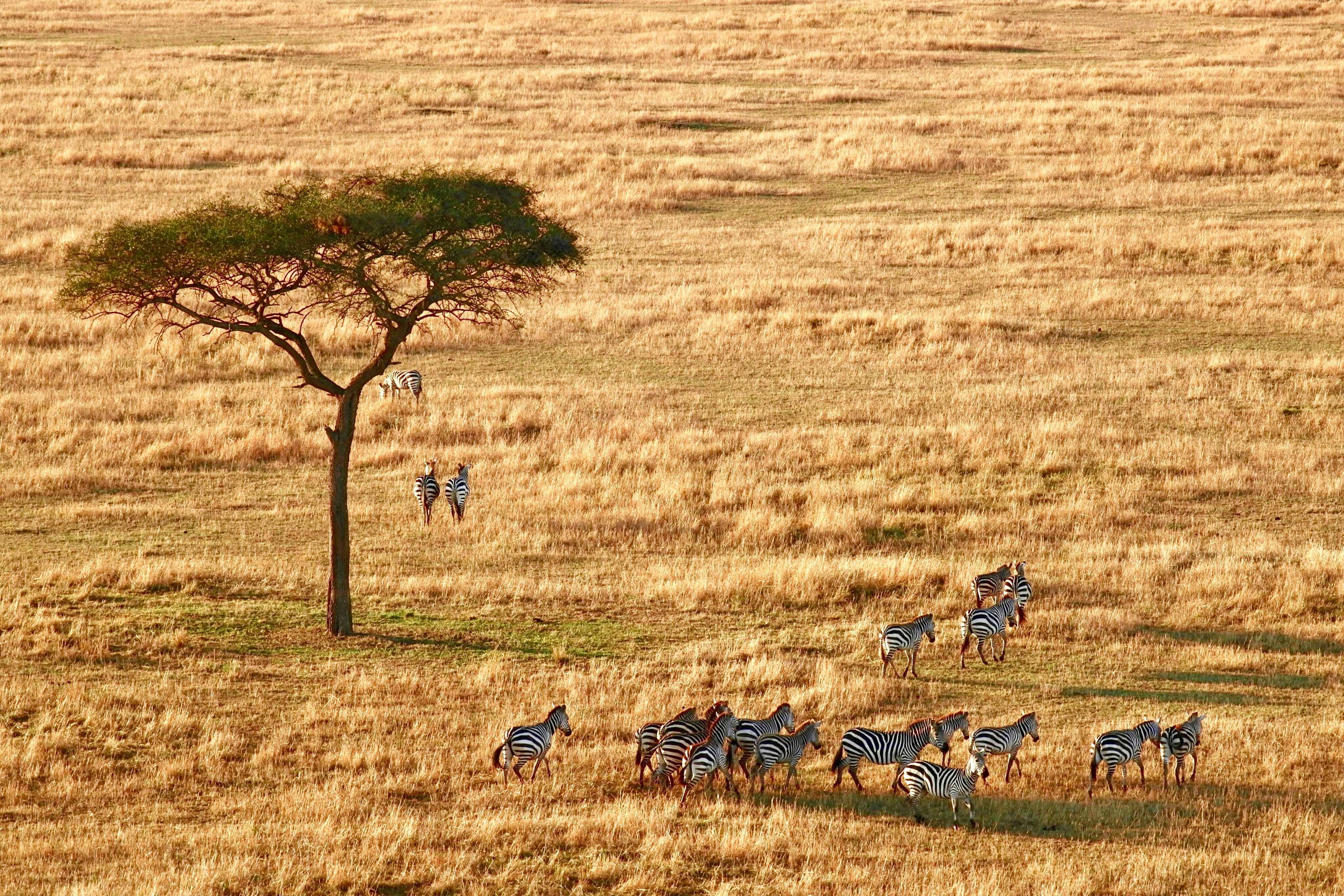 Arusha National Park wildlife