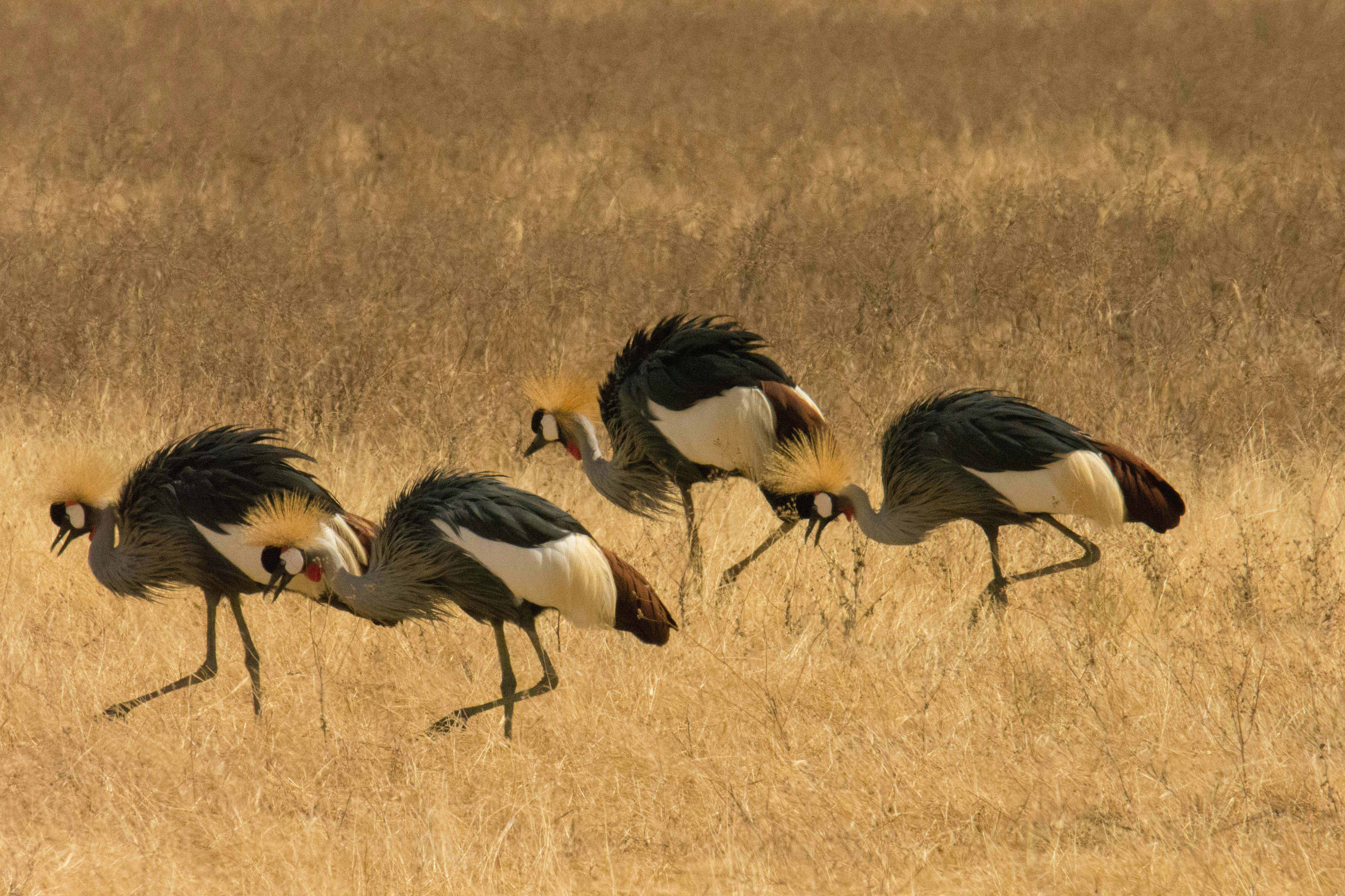 Canoe &amp; Boat Safaris