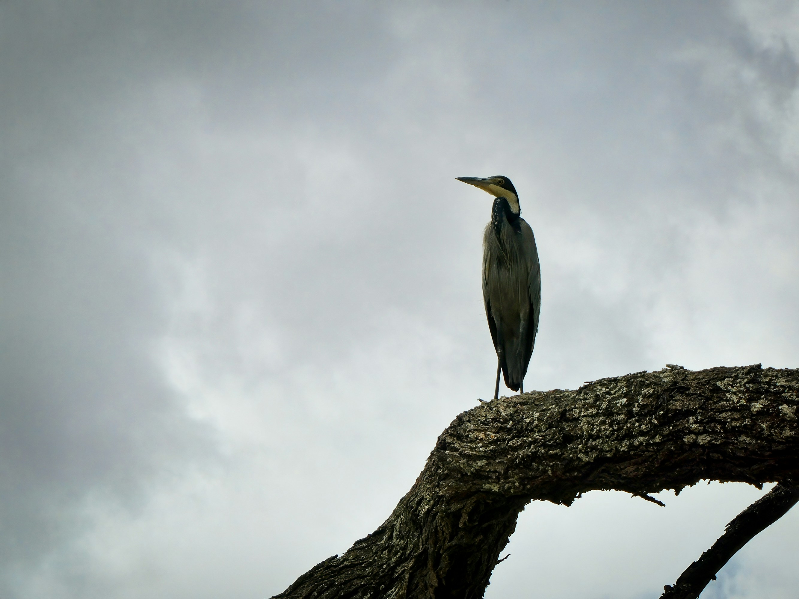 Bird Watching