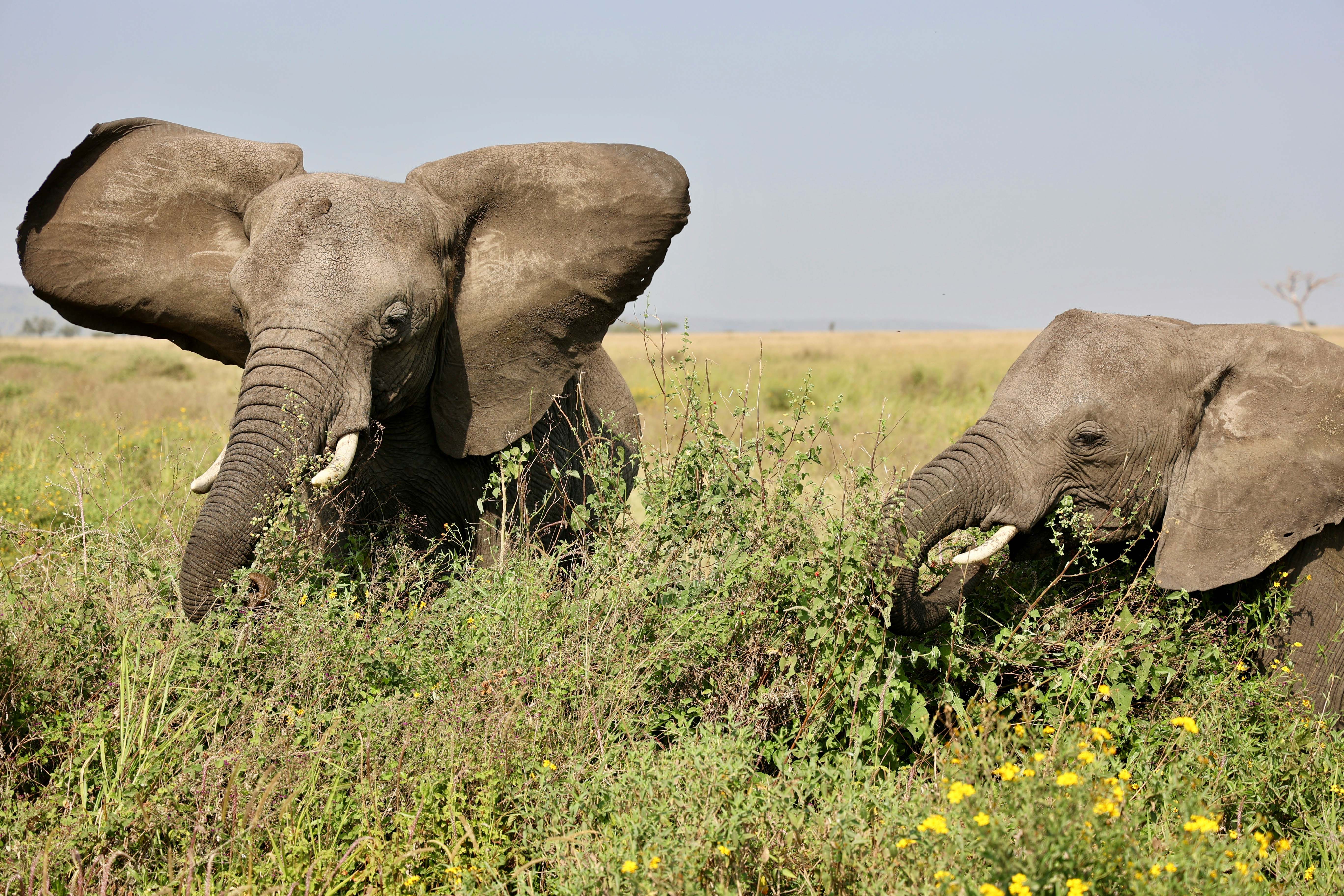 Elephants Mount Meru lower slopes