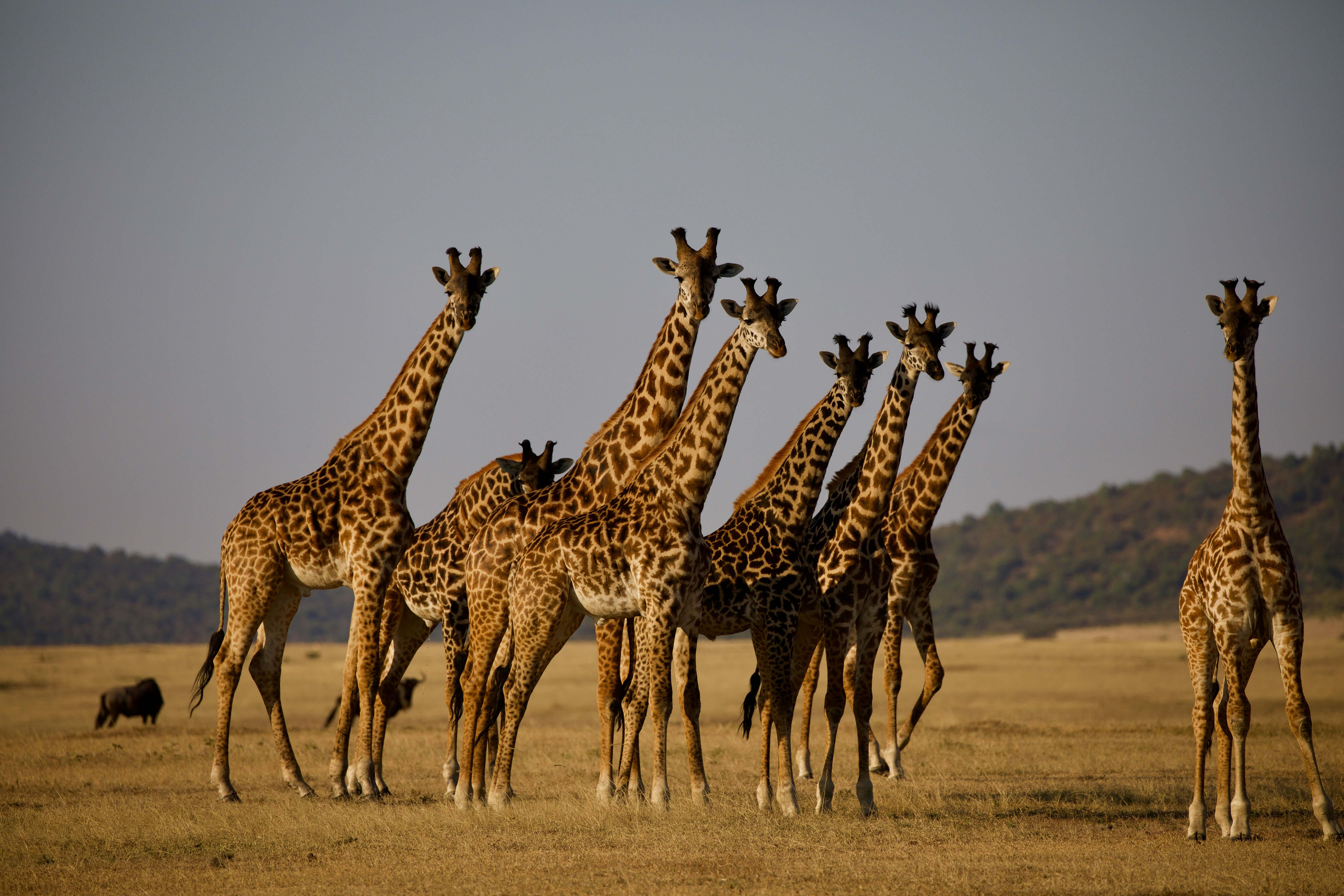 Giraffe Arusha National Park