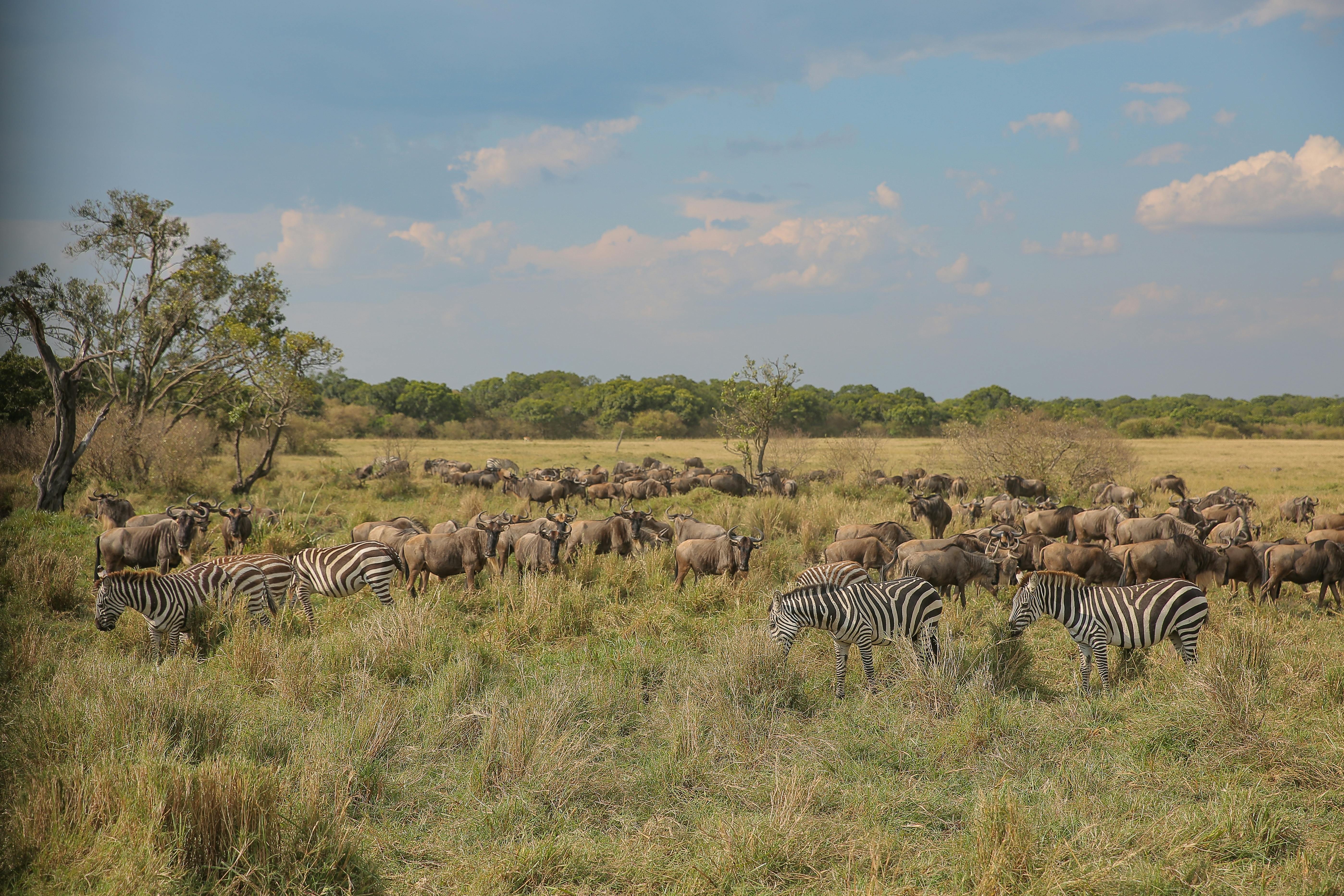 Great Migration Wildebeest Serengeti