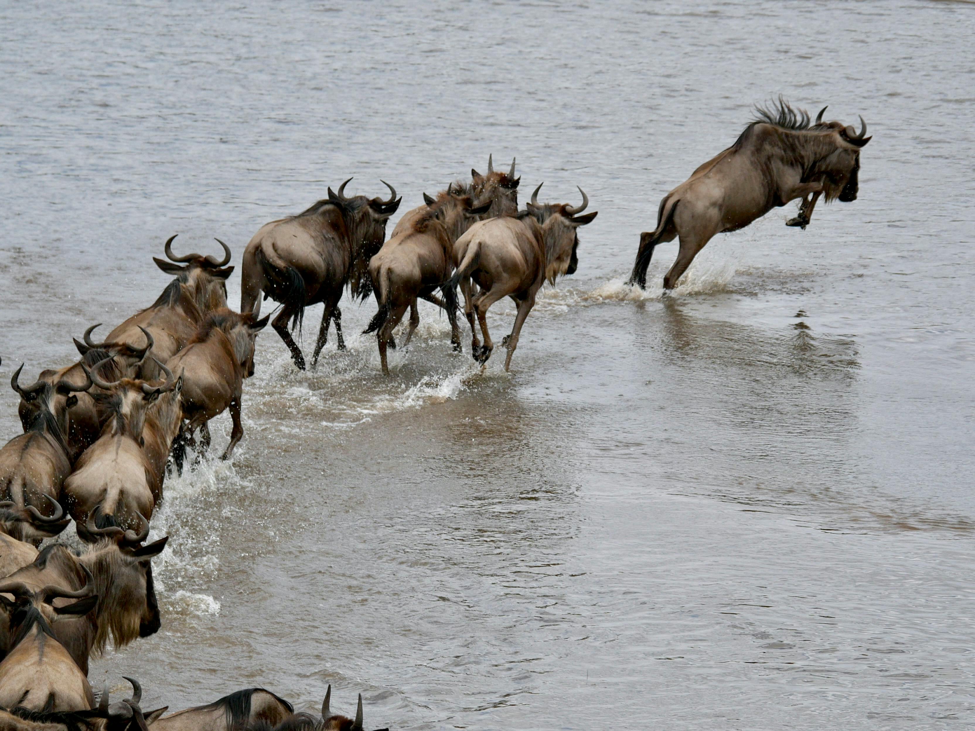 6-Day Great Migration Calving &amp; Cultural Classic Safari
