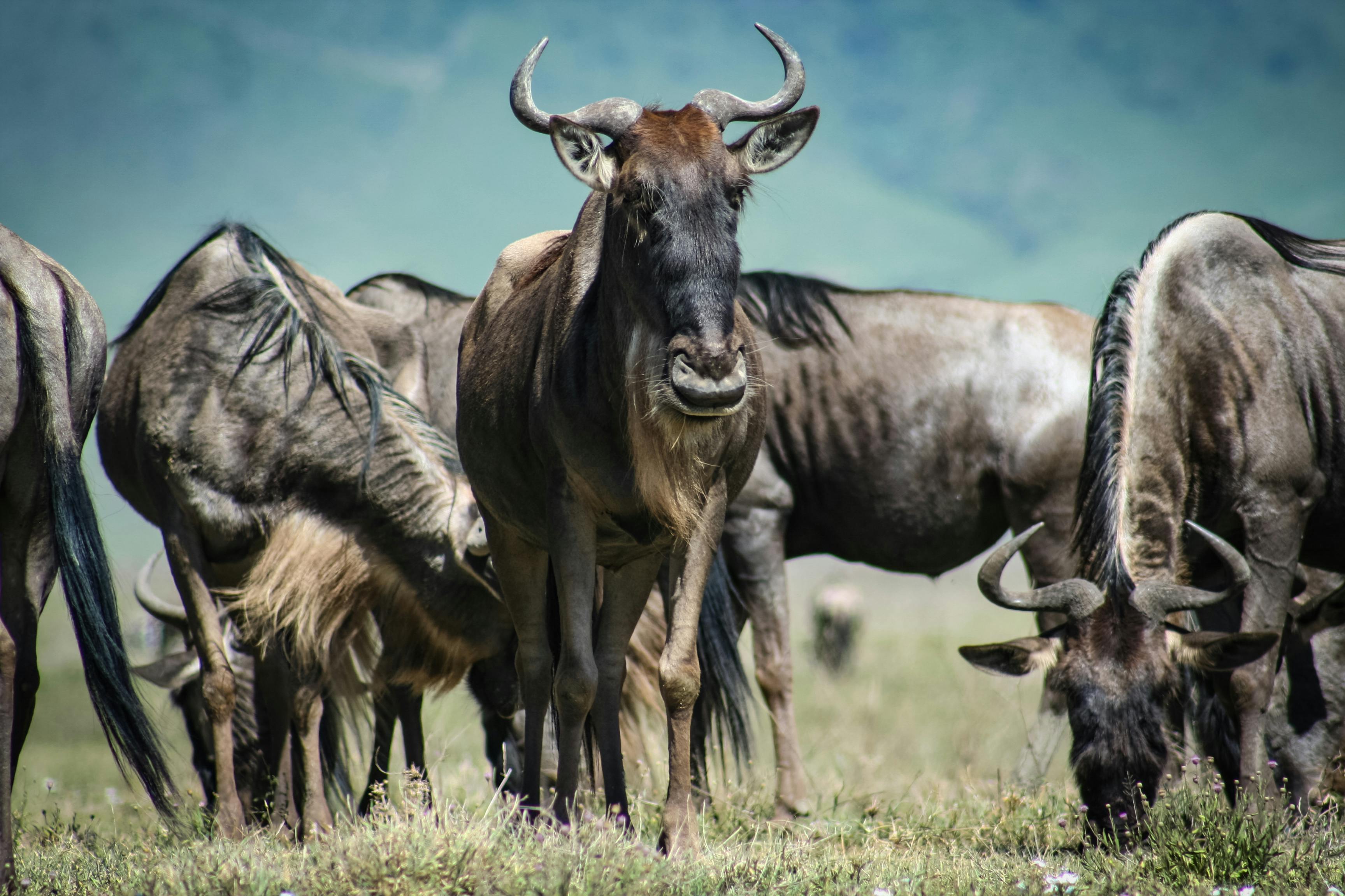 Great Migration calving season