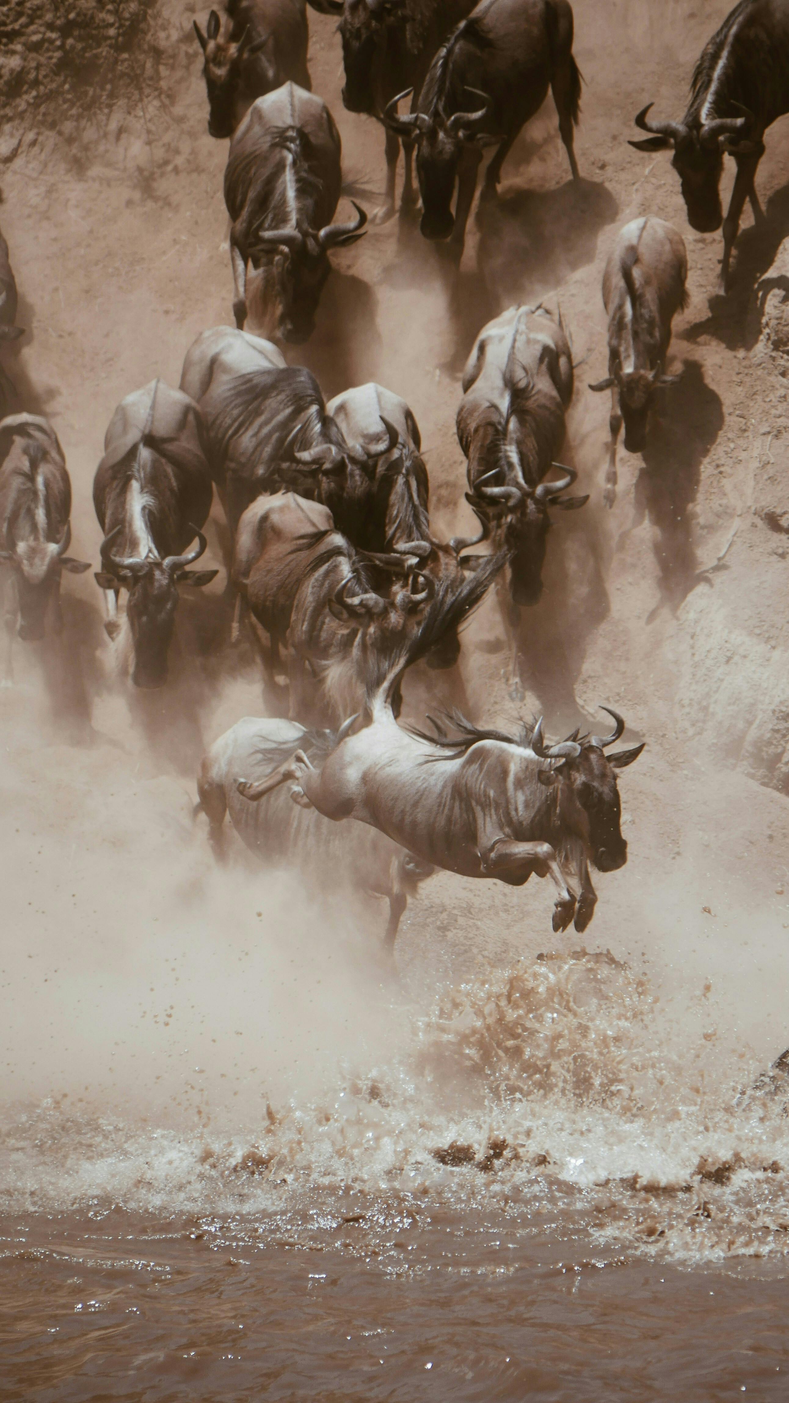 Migration herds Northern Serengeti