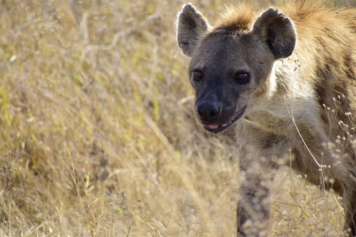 Spotted hyena Ngorongoro