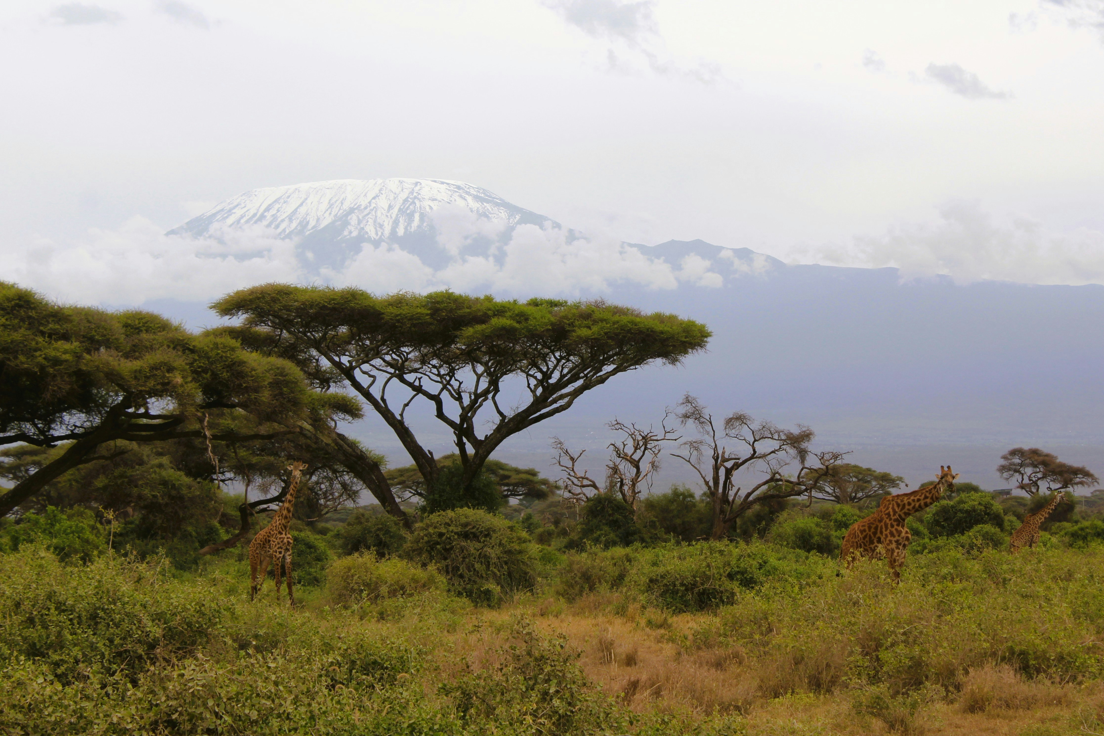 Kilimanjaro Trekking