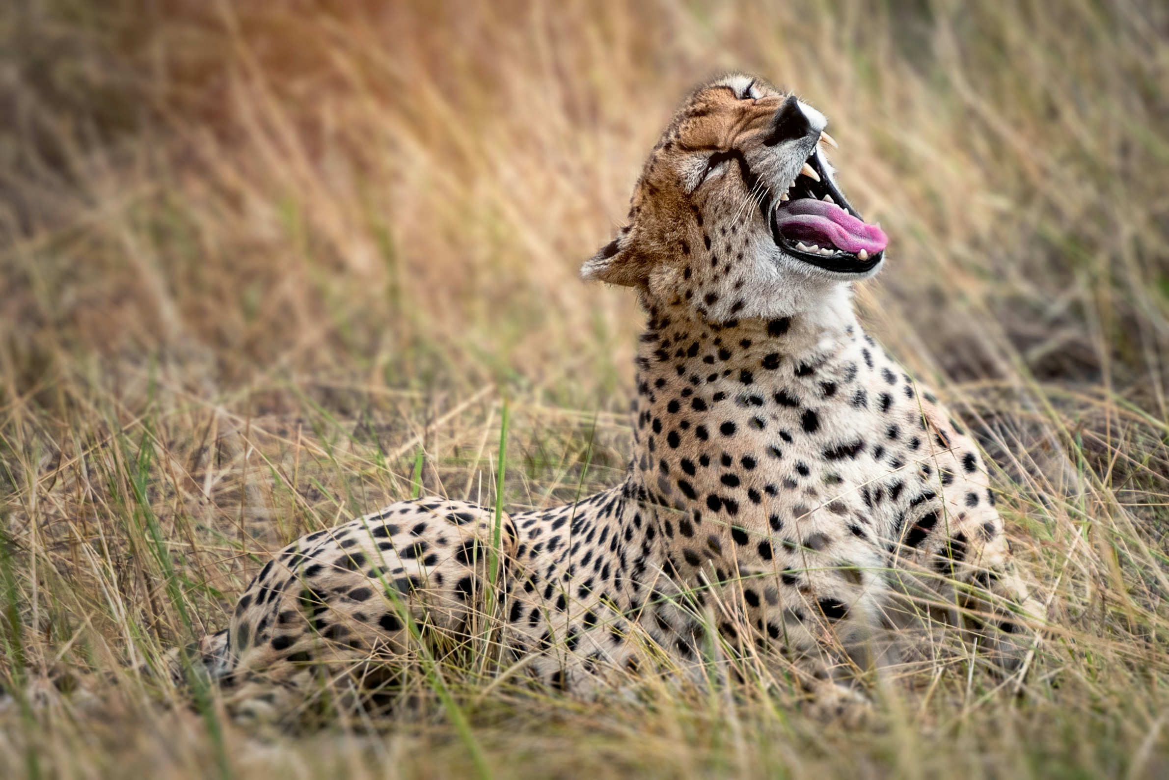 Leopard Tanzania luxury safari