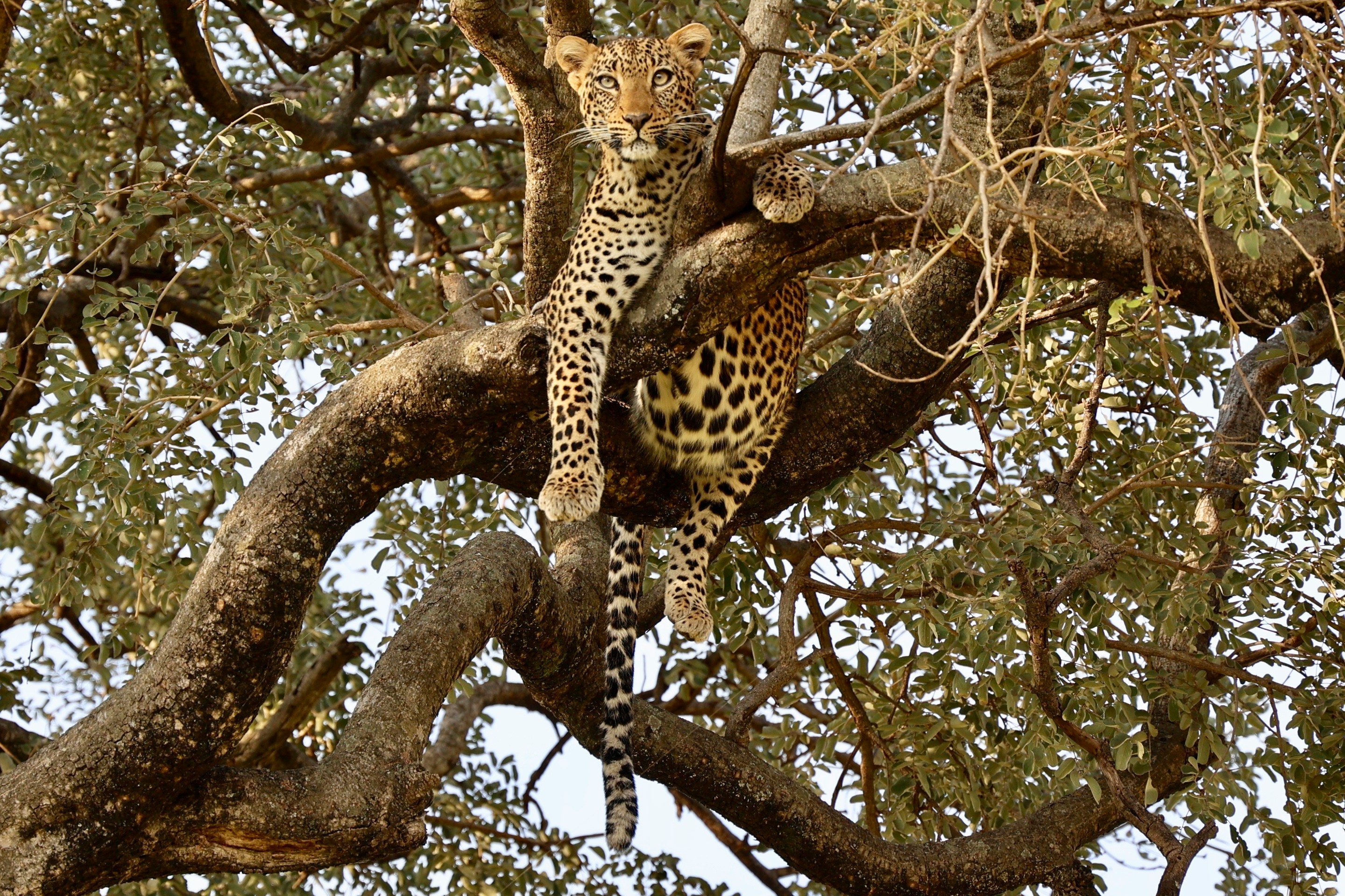 Leopard in tree Tanzania safari
