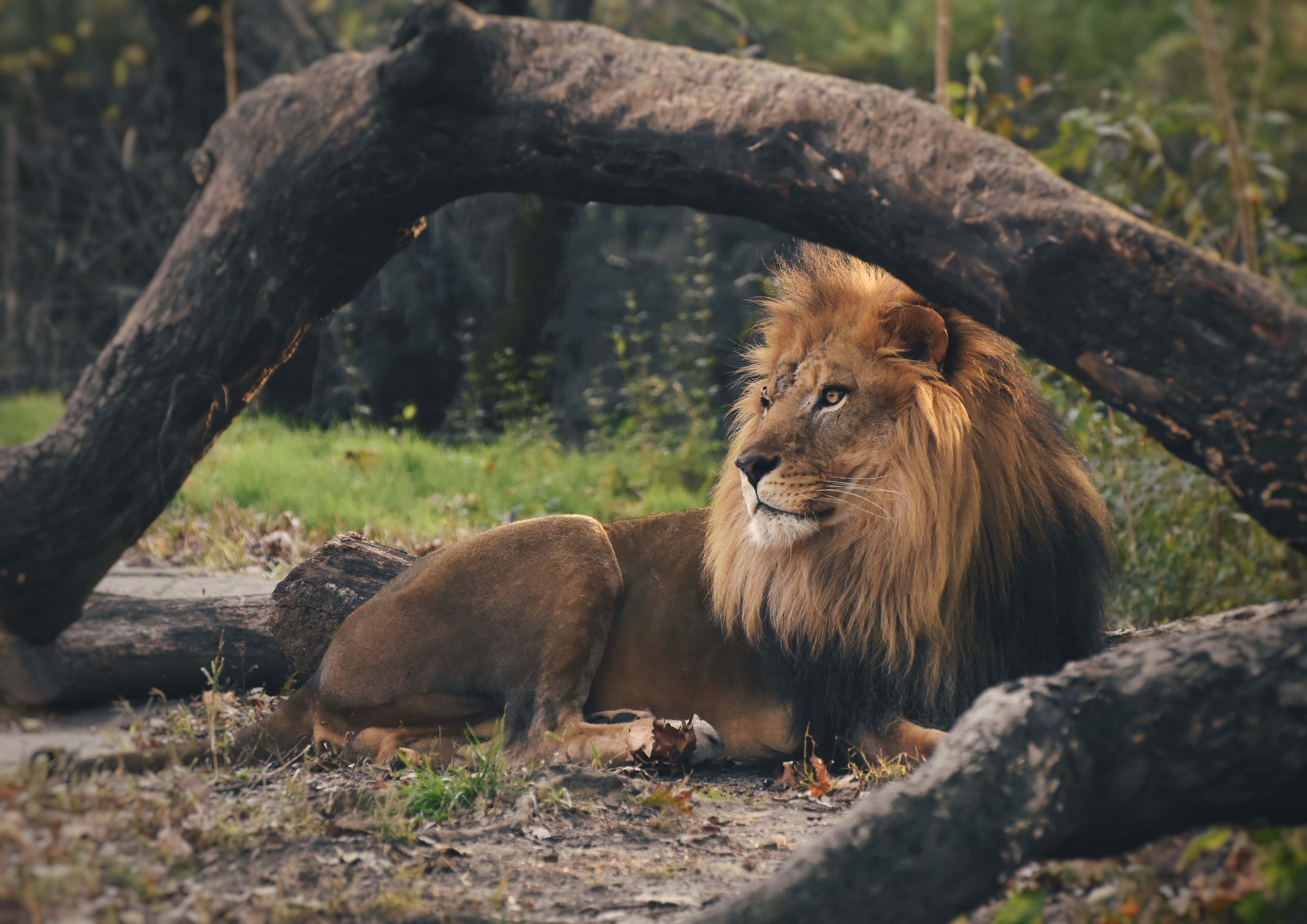 Lion Serengeti National Park