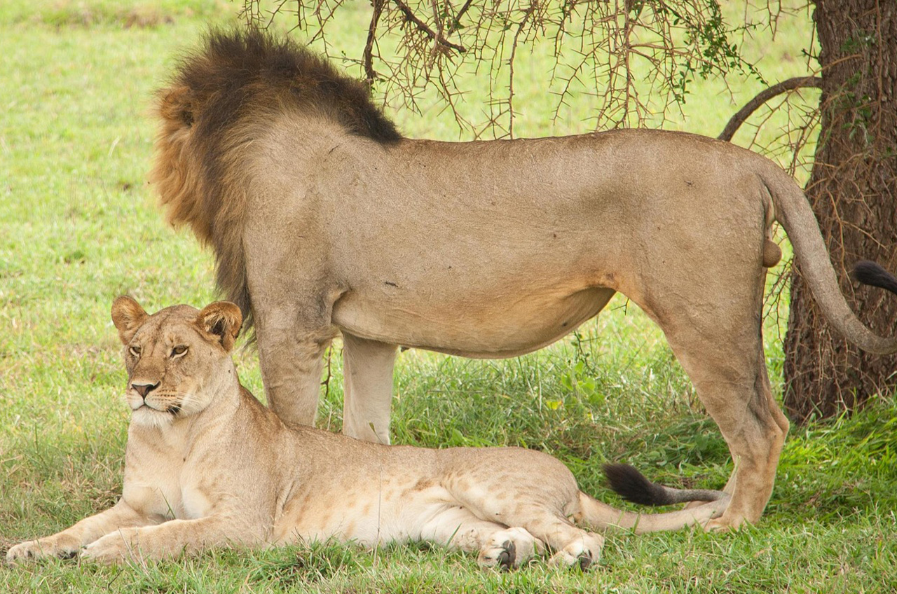 Lion safari Serengeti wildlife encounter