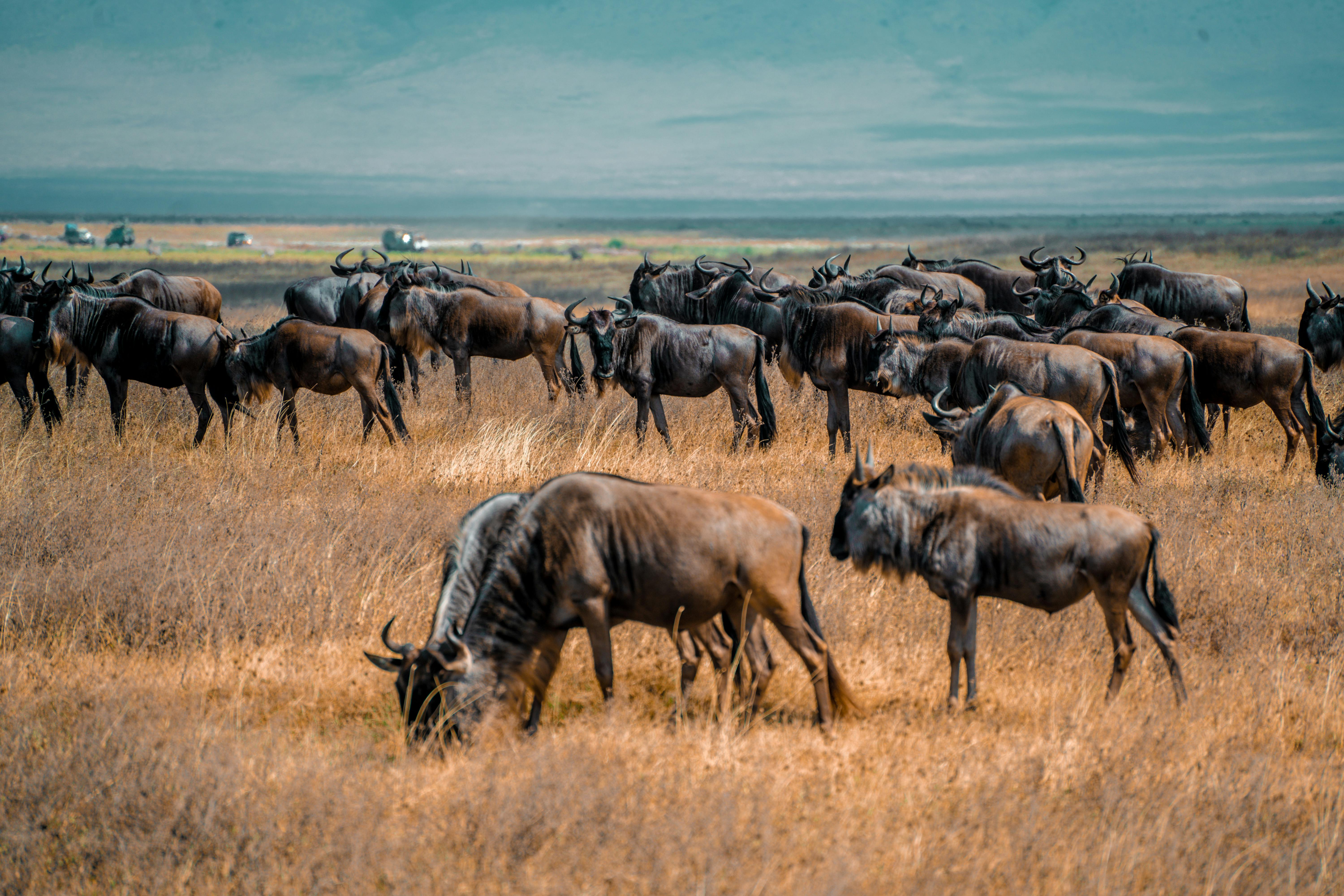 Wildebeest herds moving north Serengeti Tanzania migration June July