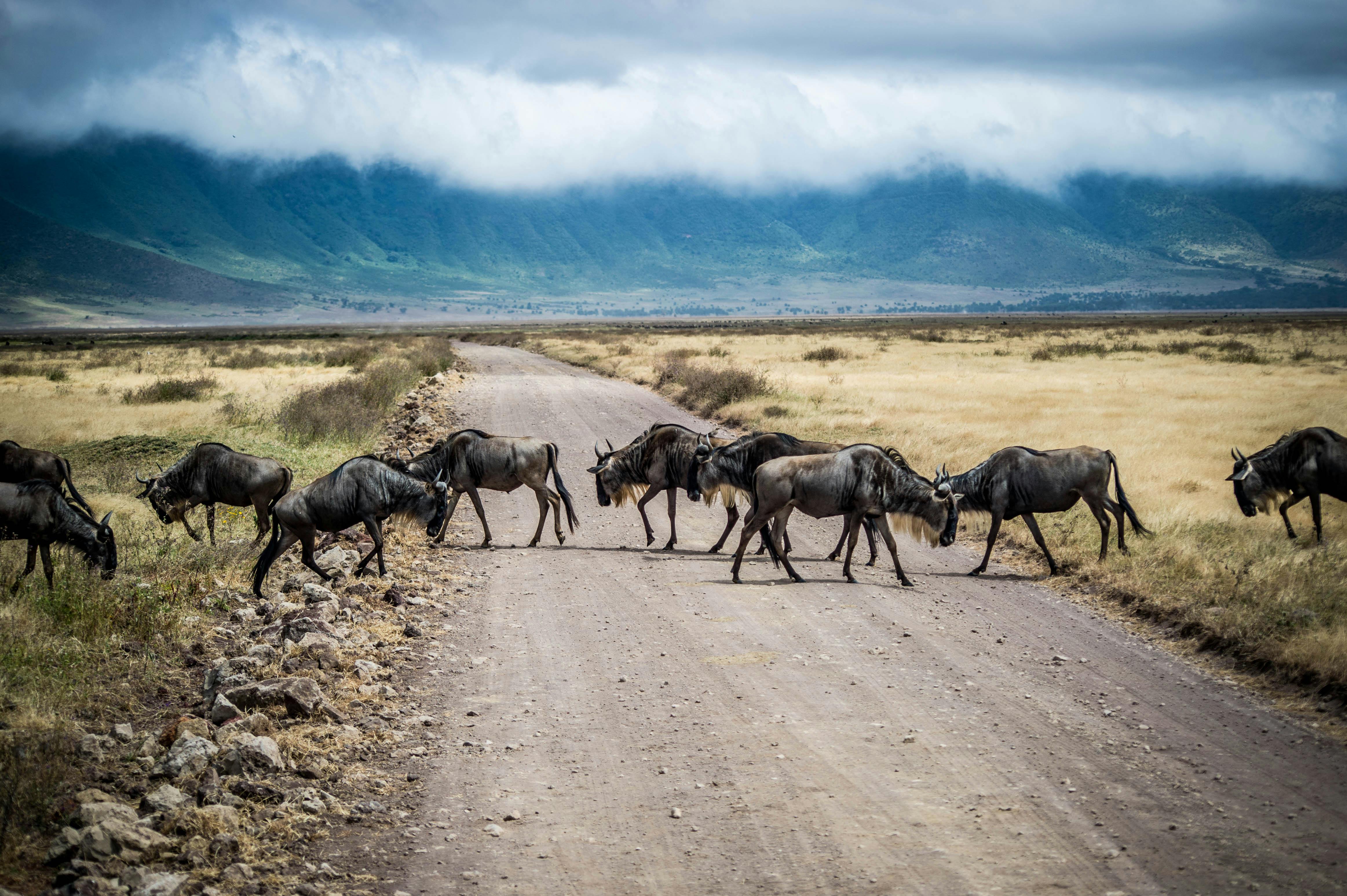 6-Day Great Migration Calving & Cultural Classic Safari