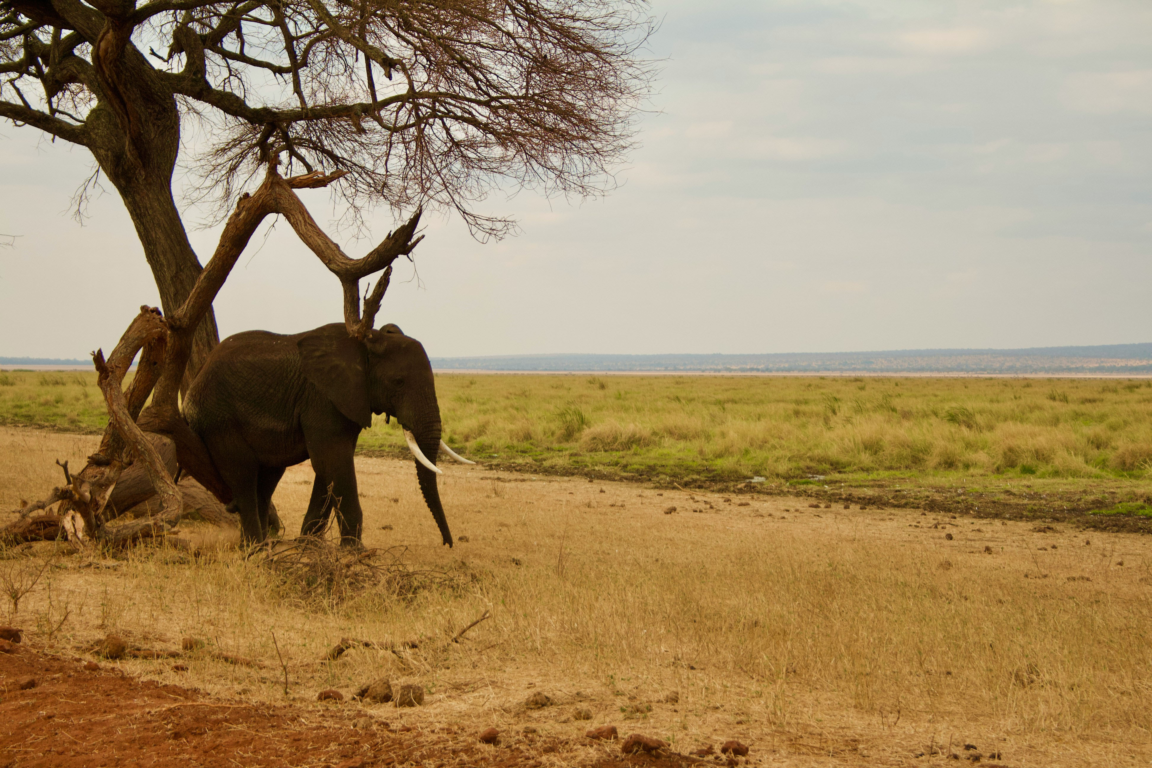 Elephant Ngorongoro
