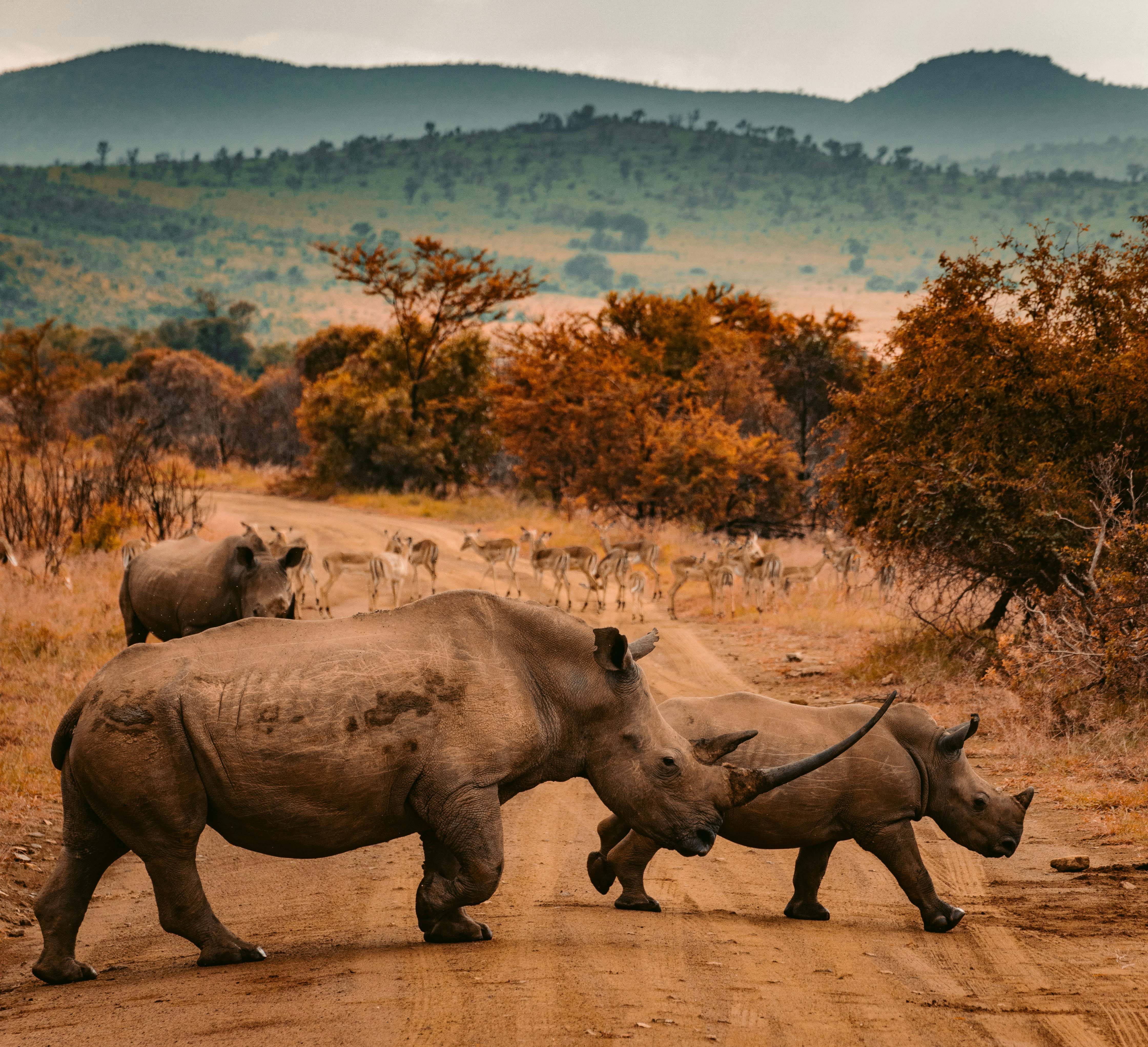 Black Rhino Ngorongoro