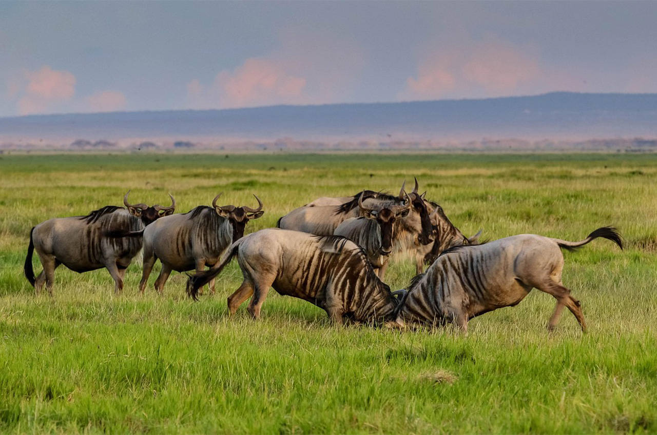 Serengeti National Park Tanzania