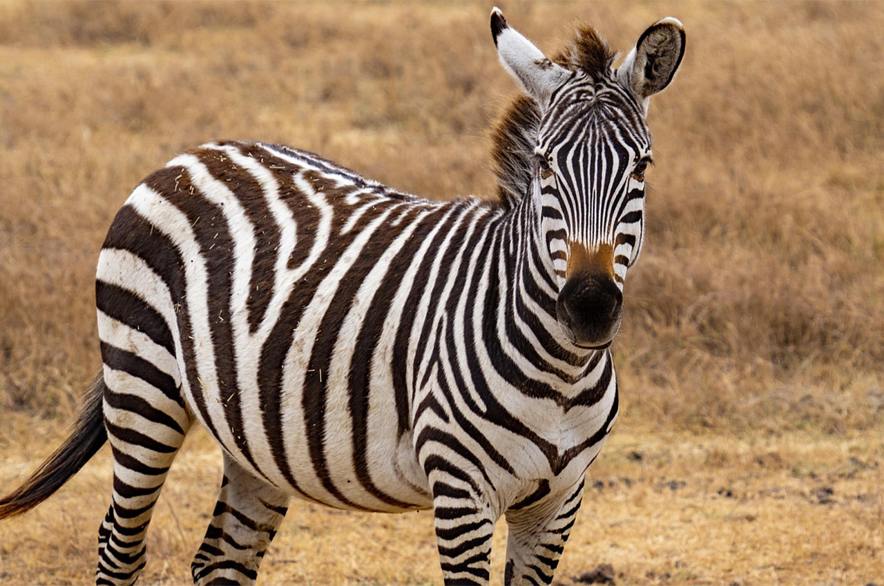 Zebra Serengeti National Park